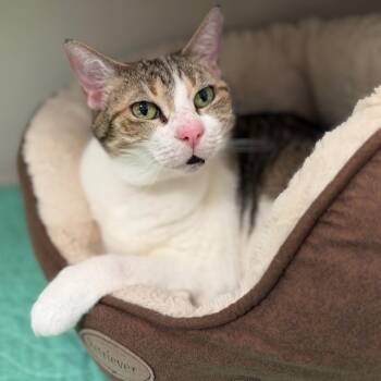 Rhonda -  Domestic Short Hair Cat for Adoption in Sarasota, Florida - Rhonda | PetCurious