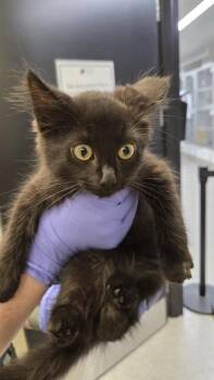 KAYA -  Domestic Short Hair Cat for Adoption in Omaha, Nebraska - KAYA | PetCurious