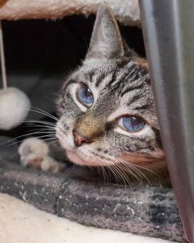 Coco -  Domestic Short Hair Cat for Adoption in Novato, California - Coco | PetCurious