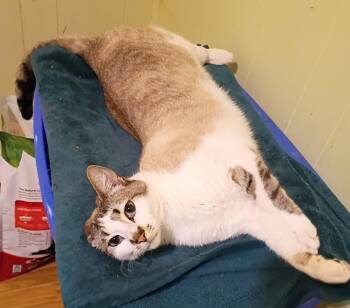 Siamese and Domestic Short Hair Cats Available for Adoption in Hendersonville, Tennessee - Billie - Blue Eyes  | PetCurious