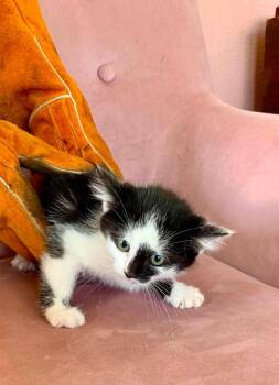 Oreo -  Domestic Short Hair Cat for Adoption in Cloquet, Minnesota - Oreo | PetCurious