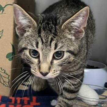 Timmy -  Domestic Short Hair Cat for Adoption in Baltimore, Maryland - Timmy | PetCurious