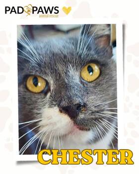 Snuggly Senior Chester -  Domestic Short Hair Cat for Adoption in Jersey City, New Jersey - Snuggly Senior Chester | PetCurious