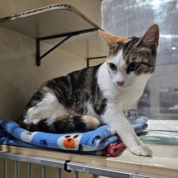 Callie -  Domestic Short Hair Cat for Adoption in Harlingen, Texas - Callie | PetCurious