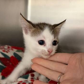 Coral -  Domestic Short Hair Cat for Adoption in Blairsville, Georgia - Coral | PetCurious