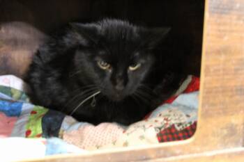 Sissy -  Domestic Short Hair Cat for Adoption in Billings, Montana - Sissy | PetCurious