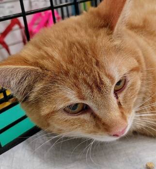 Rescue Domestic Short Hair Cats for Adoption in Jemez Pueblo, New Mexico - Cedar | PetCurious