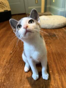 Rescue Domestic Short Hair Cats for Adoption in Greensboro, Georgia - Goggles - Athens, GA | PetCurious