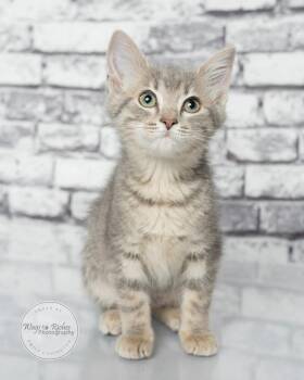 Rose -  American Bobtail and Tabby Cat for Adoption in Tuscaloosa, Alabama - Rose | PetCurious