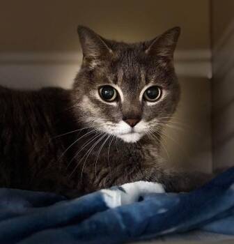 Kitty Marie -  Domestic Short Hair Cat for Adoption in Sebastian, Florida - Kitty Marie | PetCurious