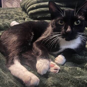 Rescue Domestic Short Hair Cats for Adoption in Cleveland, Ohio - Goose | PetCurious