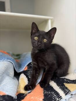 Rescue Domestic Short Hair Cats for Adoption in Cumming, Georgia - Pasta Salad 1008-25 | PetCurious