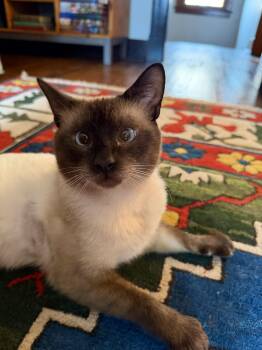 Stanley -  Siamese Cat for Adoption in Pittsburgh, Pennsylvania - Stanley | PetCurious
