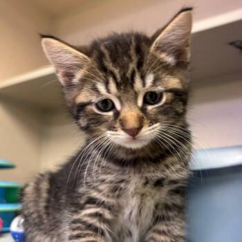 Domestic Short Hair Cats Available for Adoption in Westhampton, New York - Zoro | PetCurious