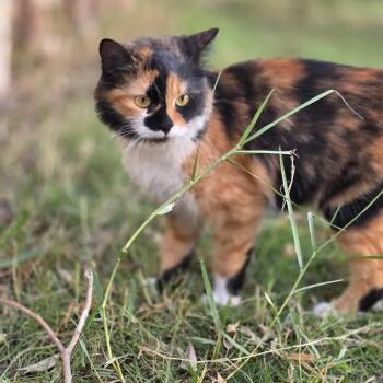 Rescue Calico Cats for Adoption in Brampton, Ontario - Tulip C | PetCurious