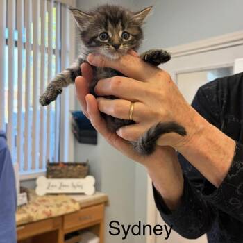 Domestic Medium Hair Cats Available for Adoption in Greensboro, Georgia - Sydney | PetCurious