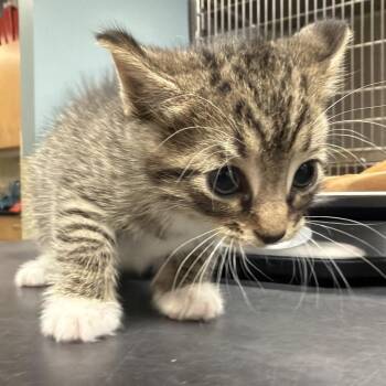 Domestic Short Hair Cats Available for Adoption in Chattanooga, Tennessee - Crew Cut | PetCurious