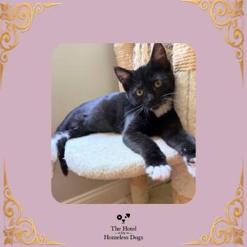 Finn -  Domestic Short Hair Cat for Adoption in Cumberland, Rhode Island - Finn | PetCurious