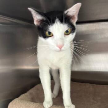 Coraline FKA Cookie -  Domestic Short Hair Cat for Adoption in Philadelphia, Pennsylvania - Coraline FKA Cookie | PetCurious