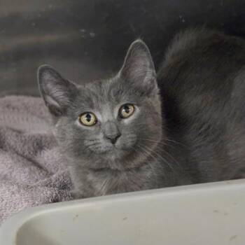 Darwin -  Domestic Short Hair Cat for Adoption in Westland, Michigan - Darwin | PetCurious
