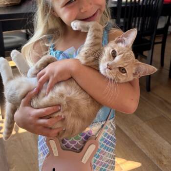 Billy -  Domestic Short Hair Cat for Adoption in Potomac, Maryland - Billy | PetCurious