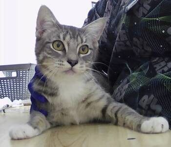 Rescue Domestic Short Hair Cats for Adoption in Dayton, Minnesota - Sutton | PetCurious