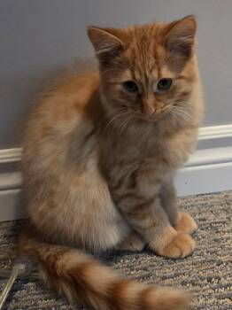 MOONLIT -  Tabby Cat for Adoption in Delhi, Ontario - MOONLIT | PetCurious