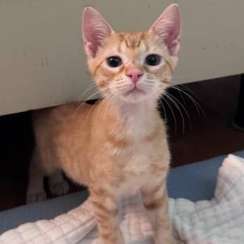 Flare -  Domestic Short Hair Cat for Adoption in Jupiter, Florida - Flare | PetCurious