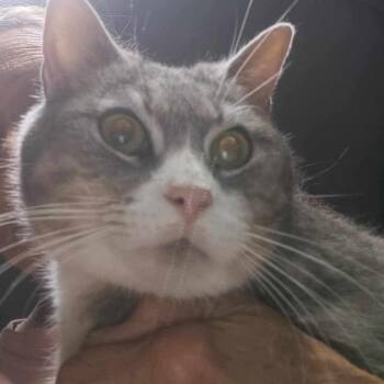 Skittles -  Domestic Short Hair Cat for Adoption in Cincinnati, Ohio - Skittles | PetCurious