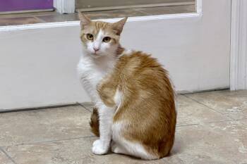 Gemma -  Domestic Short Hair Cat for Adoption in Fountain Hills, Arizona - Gemma | PetCurious