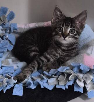Domestic Short Hair Cats Available for Adoption in Tomah, Wisconsin - Shane | PetCurious