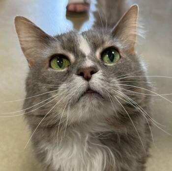 Gypsy -  Maine Coon Cat for Adoption in South Bend, Indiana - Gypsy | PetCurious