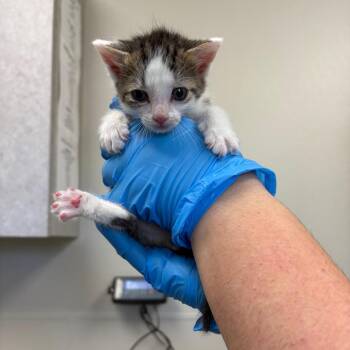 King Kong -  Domestic Short Hair Cat for Adoption in Columbiana, Alabama - King Kong | PetCurious