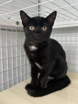Cat Benatar -  Domestic Short Hair Cat for Adoption in Elmira, New York - Cat Benatar | PetCurious