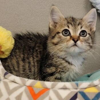 Rescue Manx Cats for Adoption in Alpine, Texas - Dobbie | PetCurious