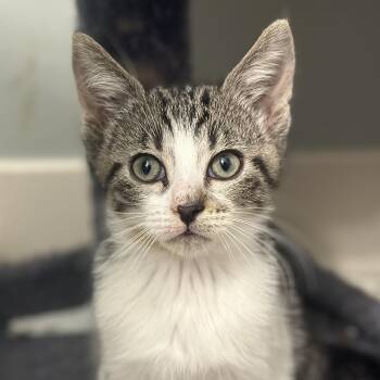 Crispix -  Domestic Short Hair Cat for Adoption in Pontiac, Michigan - Crispix | PetCurious