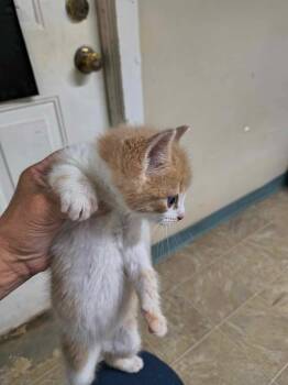 Rescue Domestic Short Hair Cats for Adoption in Stover, Missouri - Mac | PetCurious