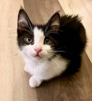 Rescue Domestic Medium Hair Cats for Adoption in Bonsall, California - Bricks 4855 | PetCurious