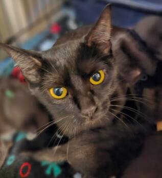 Uhura -  Domestic Short Hair Cat for Adoption in Kennewick, Washington - Uhura | PetCurious