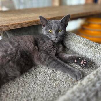 Olga -  Domestic Short Hair Cat for Adoption in Madison, Wisconsin - Olga | PetCurious