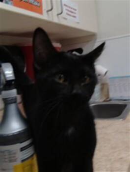 MIKE -  Domestic Short Hair Cat for Adoption in Albuquerque, New Mexico - MIKE | PetCurious