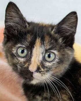 Strudel -  Domestic Short Hair and Calico Cat for Adoption in Kennesaw, Georgia - Strudel | PetCurious