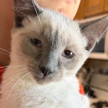 Cleaopatra -  Domestic Short Hair Cat for Adoption in Klamath Falls, Oregon - Cleaopatra | PetCurious