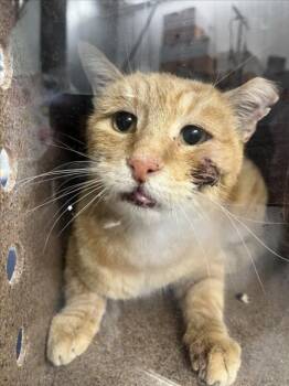 Rescue Domestic Short Hair Cats for Adoption in Woodland, California - A223068 | PetCurious