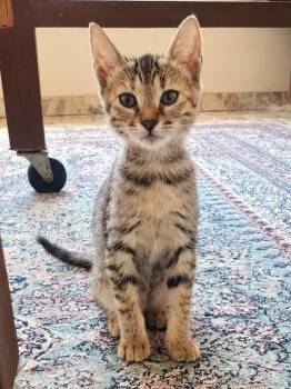 Granola -  Domestic Short Hair and Egyptian Mau Cat for Adoption in Mississauga, Ontario - Granola | PetCurious