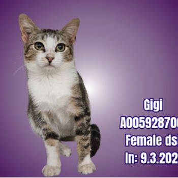 Rescue Domestic Short Hair Cats for Adoption in Austin, Texas - Quirk | PetCurious