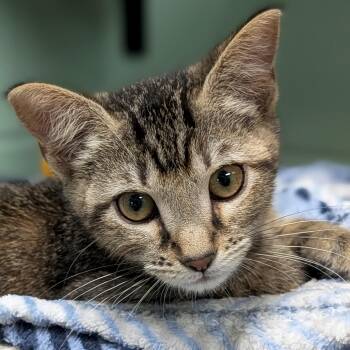 Eclair -  Domestic Short Hair Cat for Adoption in Jefferson, Wisconsin - Eclair | PetCurious