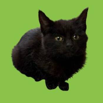 Domestic Short Hair Cats Available for Adoption - TUSC-Stray-83279 | PetCurious