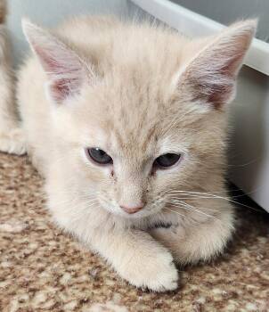 American Shorthair Cats Available for Adoption in Van Wert, Ohio - Edinburgh | PetCurious