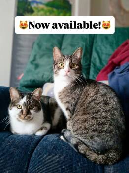 Domestic Short Hair Cats Available for Adoption - Liza & Lulu (young Mom & Daughter) | PetCurious